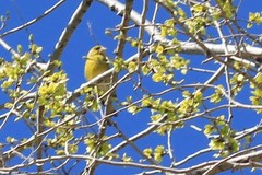 Chloris chloris