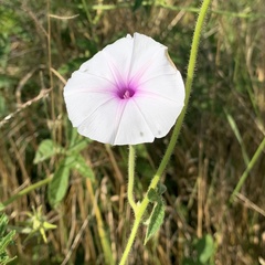 Ipomoea magnusiana