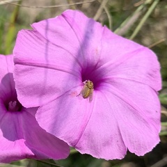Ipomoea magnusiana