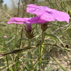 Ipomoea magnusiana