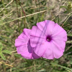 Ipomoea magnusiana