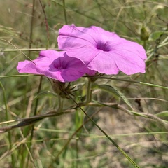 Ipomoea magnusiana