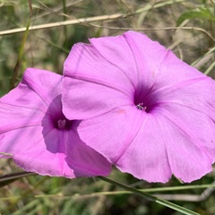 Ipomoea magnusiana
