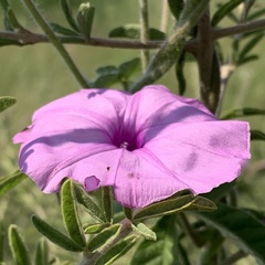 Ipomoea magnusiana