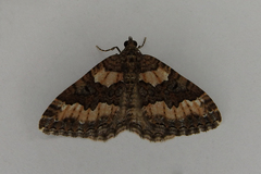 Chrysolarentia gypsomela