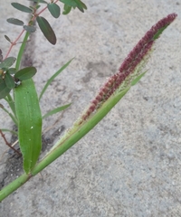 Paspalum fimbriatum