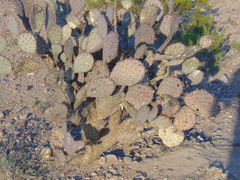Opuntia santa-rita