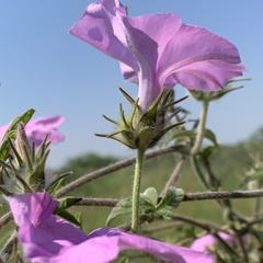 Ipomoea magnusiana