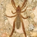 European Solifugid - Photo (c) blancae, some rights reserved (CC BY-NC)