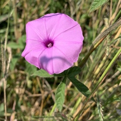 Ipomoea magnusiana