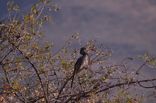 Monteiro's Hornbill