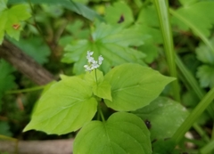 Circaea alpina pacifica