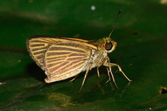Parphorus decora