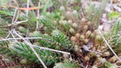 Petrosedum ochroleucum