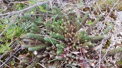 Petrosedum ochroleucum