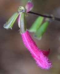 Salvia buchananii