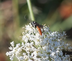 Ichneumon devinctor