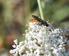 Ichneumon devinctor