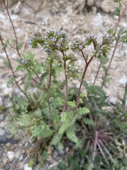 Phacelia coerulea