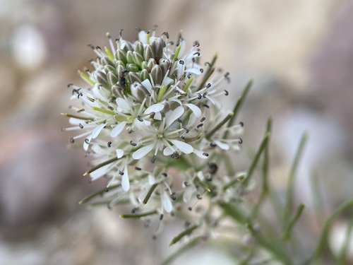 Image of Thelypodium texanum by (c) Matt Berger, some rights reserved (CC BY)