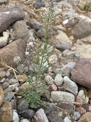 Thelypodium texanum