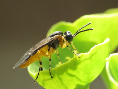 Athalia cordata