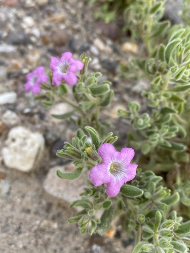 Image of Nama havardii by (c) Matt Berger, some rights reserved (CC BY)