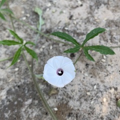 Ipomoea magnusiana