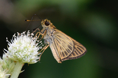 Parphorus pseudecorus