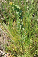 Lepidium perfoliatum