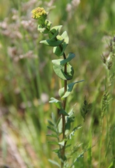 Lepidium perfoliatum