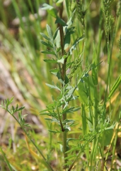 Lepidium perfoliatum