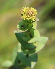 Lepidium perfoliatum
