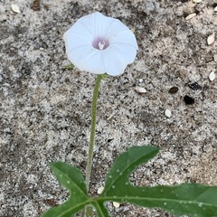 Ipomoea magnusiana