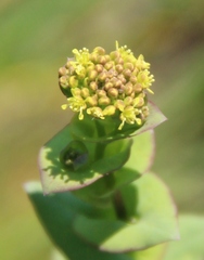 Lepidium perfoliatum
