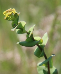Lepidium perfoliatum