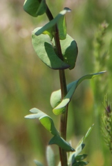 Lepidium perfoliatum