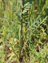Lepidium perfoliatum