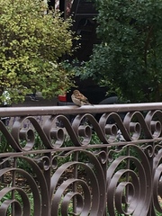 Passer domesticus