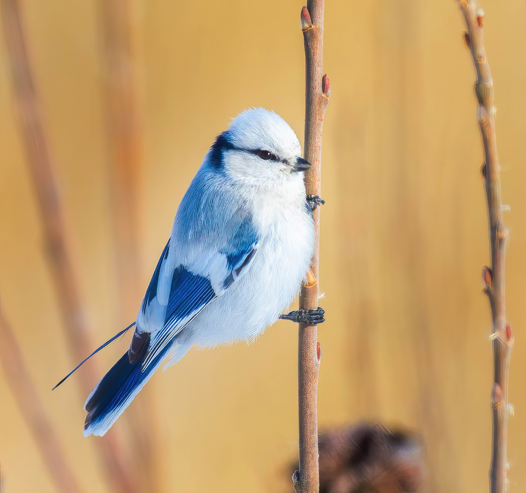 Foto de Azure Tit
