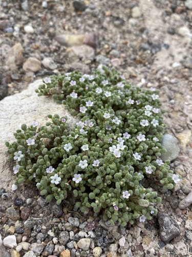 Image of Nama torynophylla by (c) Matt Berger, some rights reserved (CC BY)