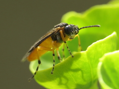 Athalia cordata