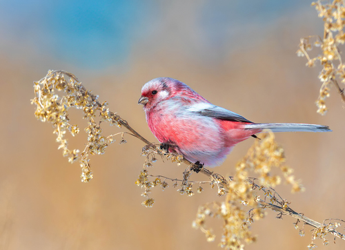 Long-tailed Rosefinch