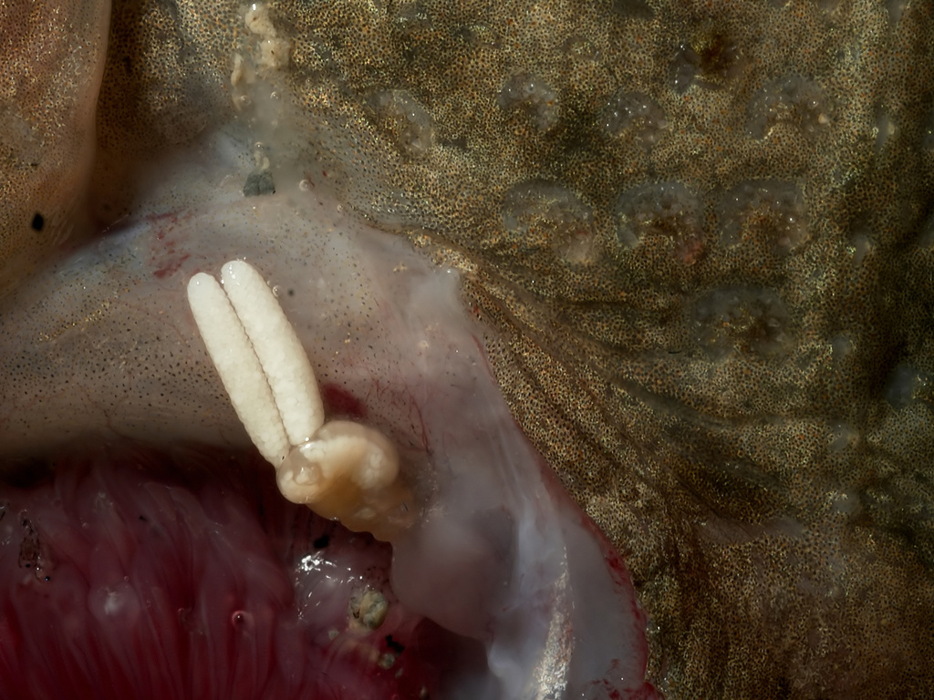 Chondracanthidae