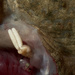 Acanthochondria cornuta - Photo (c) Hans Hillewaert, some rights reserved (CC BY-SA)