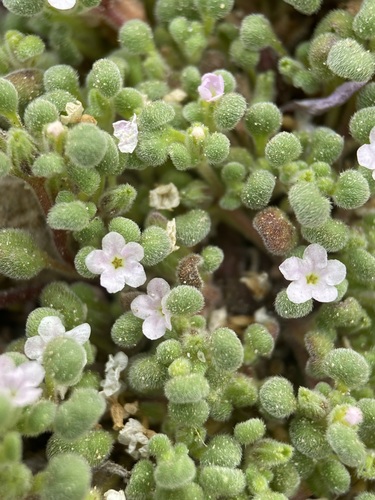Image of Nama torynophylla by (c) Matt Berger, some rights reserved (CC BY)