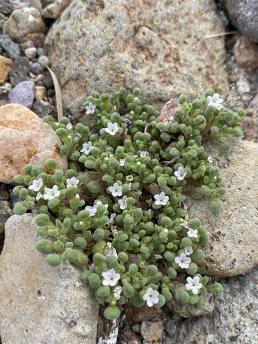 Image of Nama torynophylla by (c) Matt Berger, some rights reserved (CC BY)