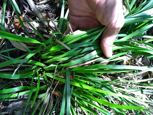 Image of Juncus biflorus by (c) Scott Ward, some rights reserved (CC BY)