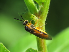 Athalia cordata