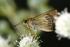 Parphorus pseudecorus